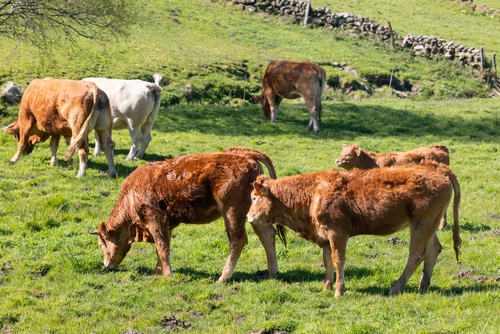 Cows grazing green grass pasture in Galicia countryside